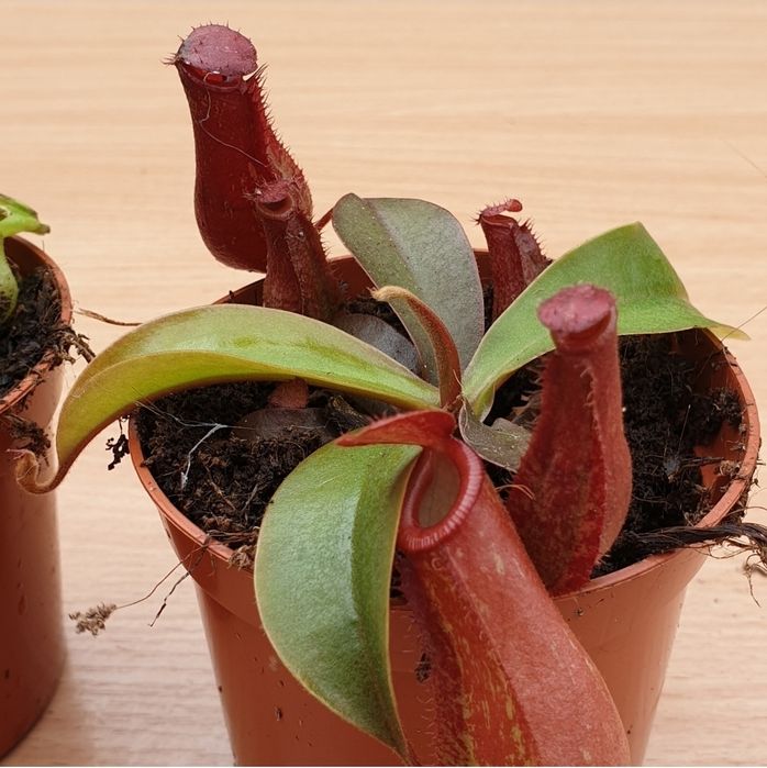 Непентес микс (сорта на выбор)