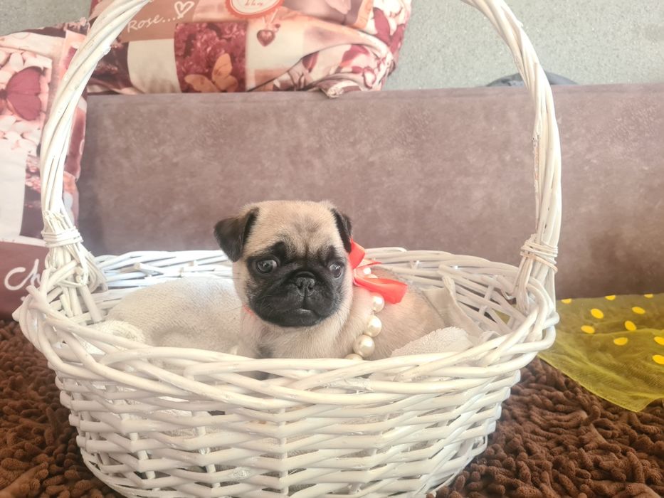 Продам щенков мопса.