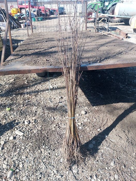 Puieti de salcâm de vanzare