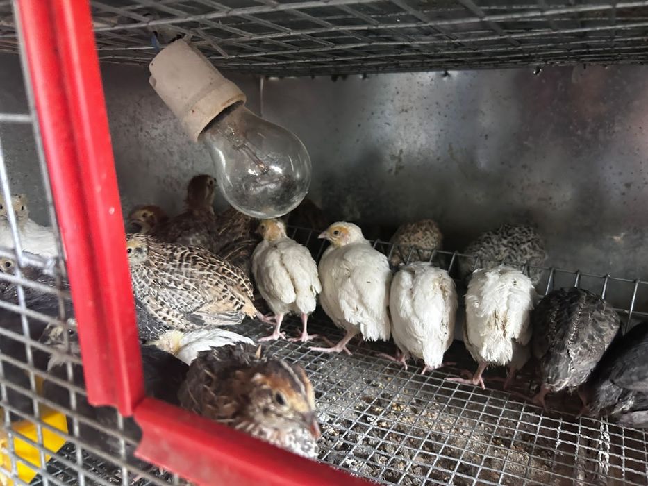 Prepelite japoneza, polare, tibetan ouatoare