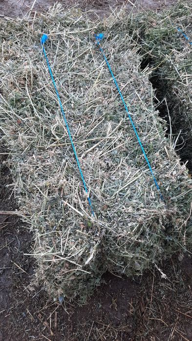 ‼️ Vând 400 de baloți de lucernă producție 2025, 40 lei balotul‼️