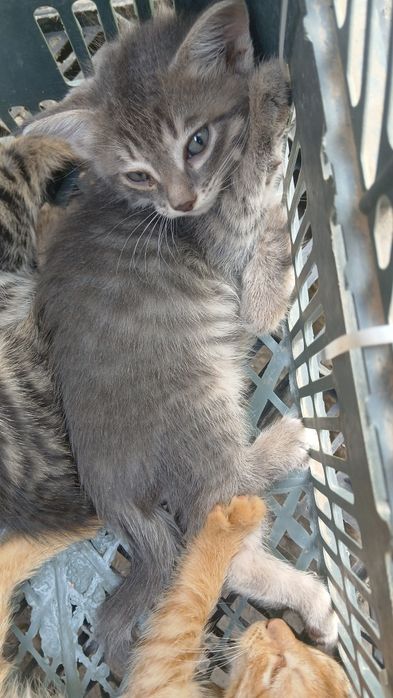 Котята крысоловы