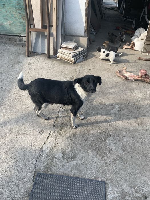 Раздаю щенков,дворняжки