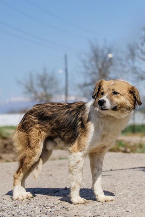 Оскар ждет свою семью!