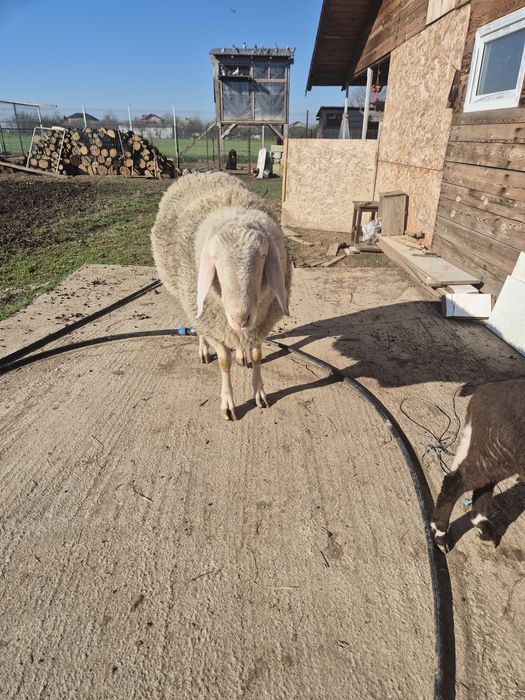 Berbec bergamasca 1,4luni