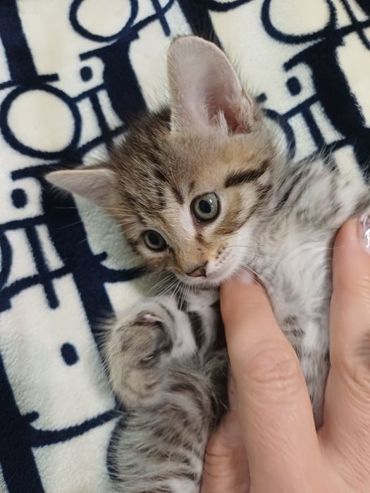 Котенок 2 мес . Срочно!!! Даром.