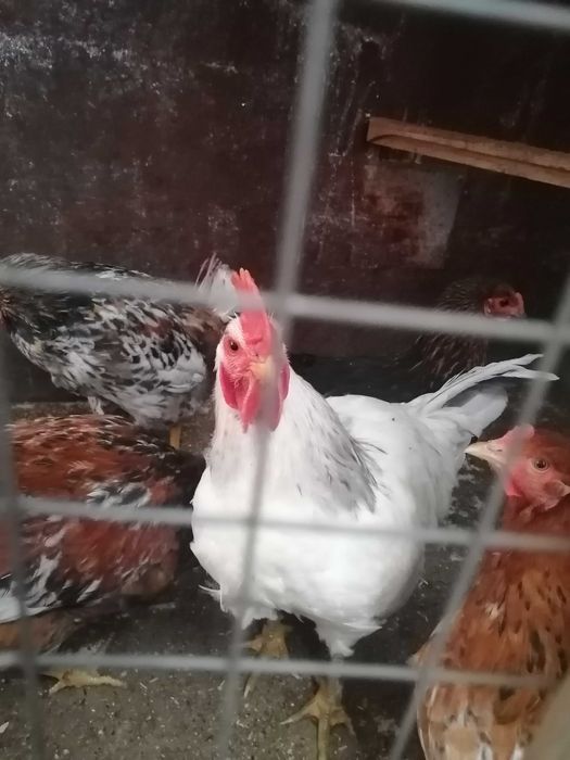 Продам молодых петушков