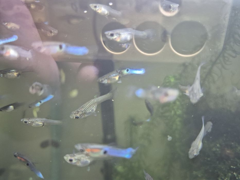 Vand pesti de acvariu, Endleri si Hypostomus Plecostomus cca 20cm