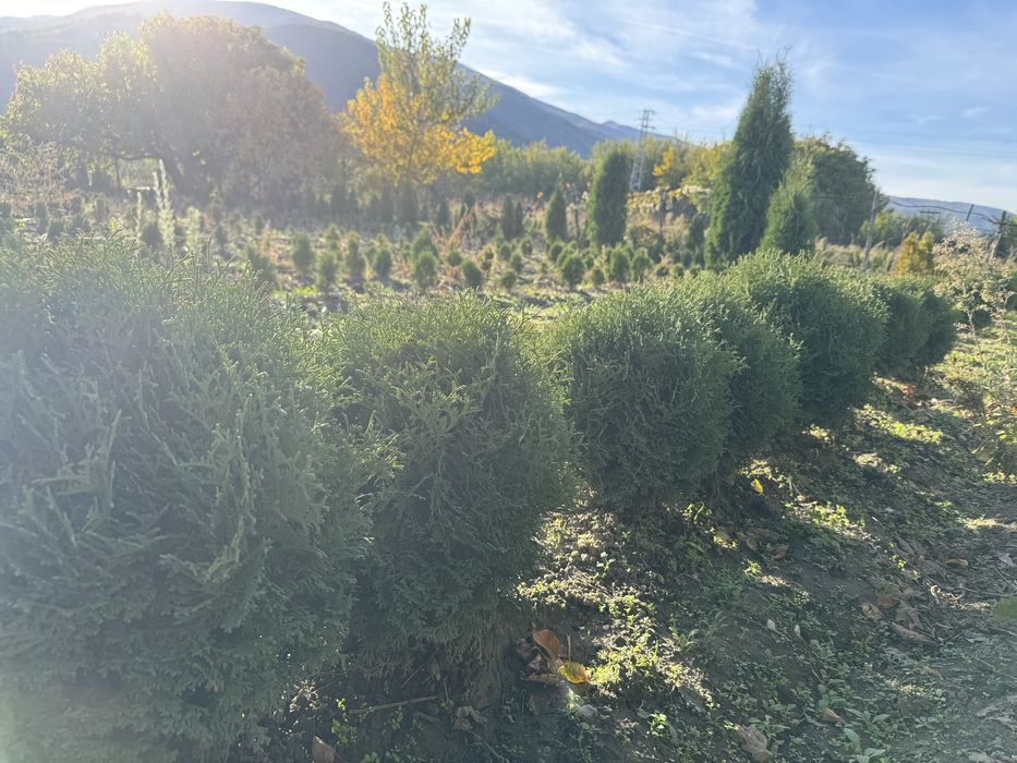 Западни туи Смарагд