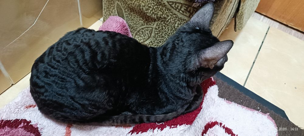 Продам кота гипоаллергенного