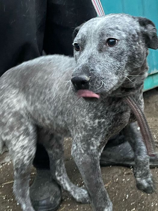 Ждём любящих хозяев для собачек