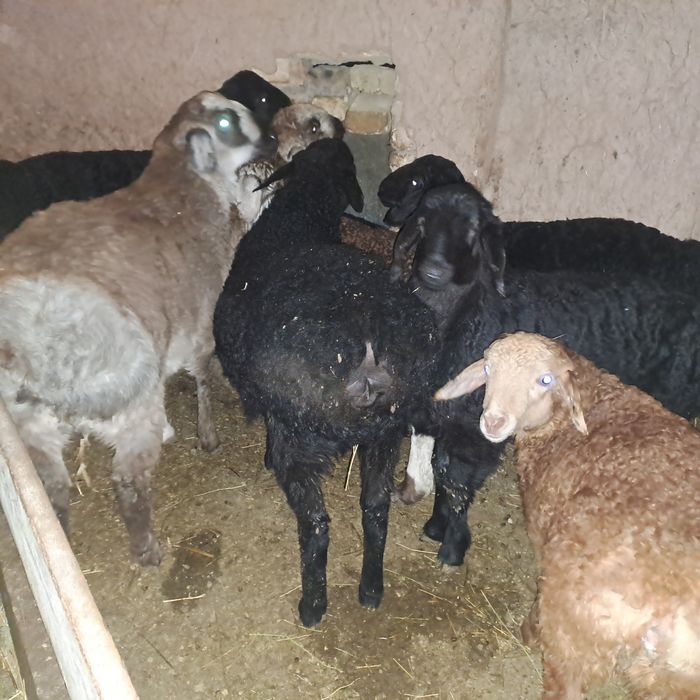 Семиз козылар 2 ерке 7 ургашы