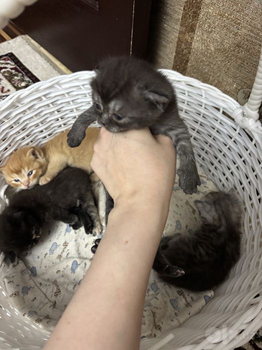 1 yarim oylik muwukcala oyisi bilan sotiladi