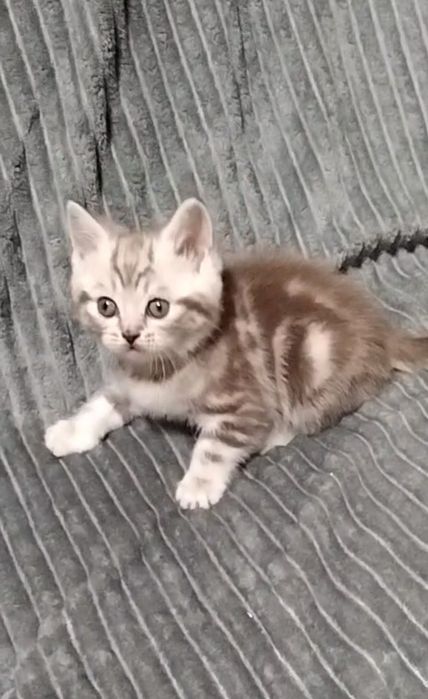 Мальчик. Скоттиш страйт.