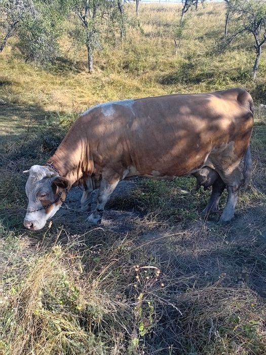 Vând vacă bălțată românească