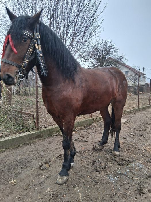 Vând iapă de 4 ani