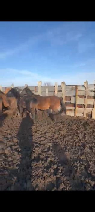 Жабагы ургашы 5 бас бар