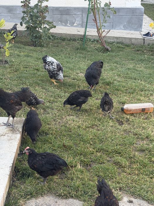 Gaini din rasele Australorp si Wyandotte