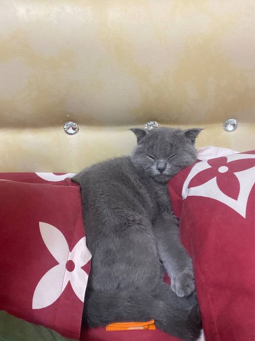 Отдам кота в добрые руки