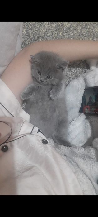 Шатланские котята. ГОРОД АСТАНА
