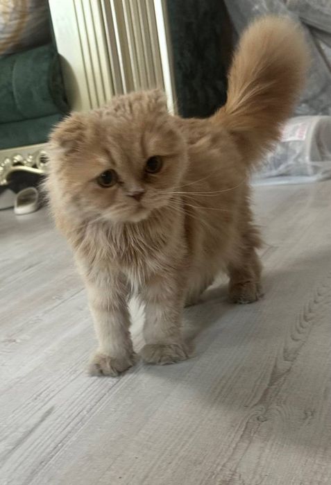 Скотиш Фолд тоза кон