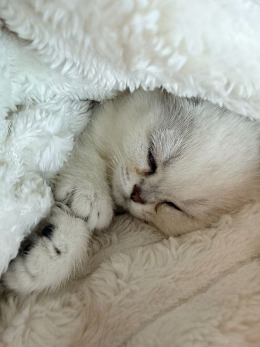 Британская шиншила