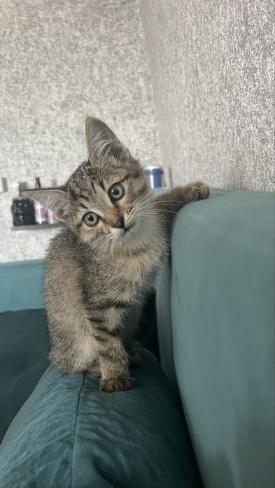 Отдам котенка девочку
