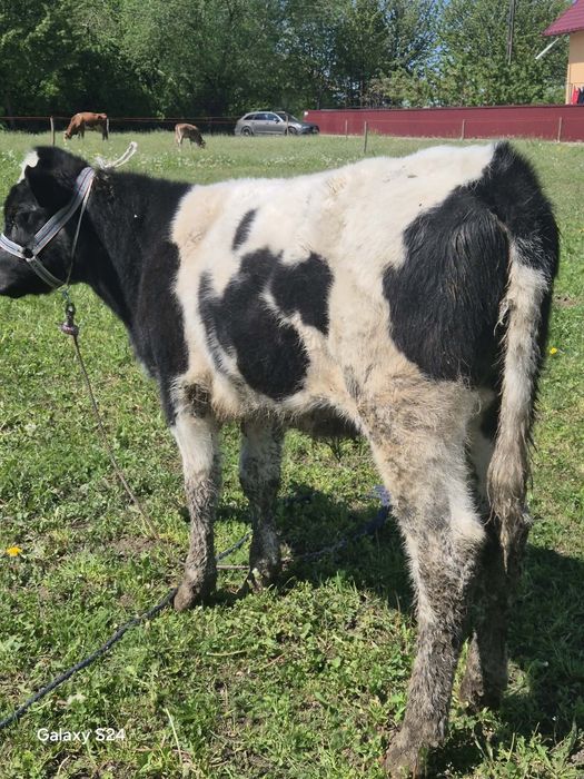 Vând vițică si tăuraș Belgian vârstă 3 luni jumătate