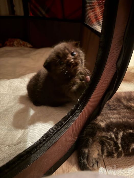 Отдадим породистых котят в хорошие руки