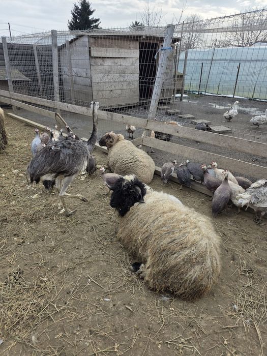 Vând oi diverse rase