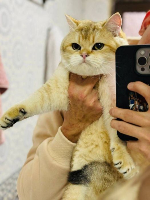 Продается котенок  родословная золотая шиншилла