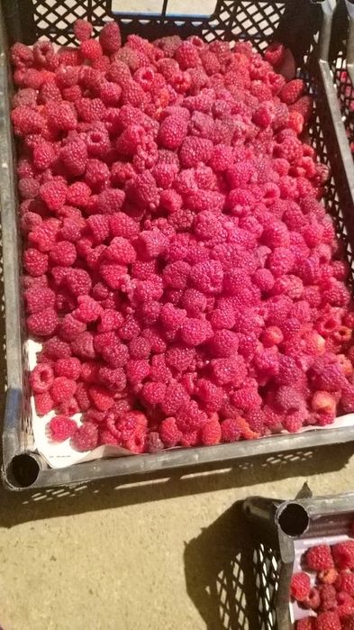 Продам малину хорашая крупная