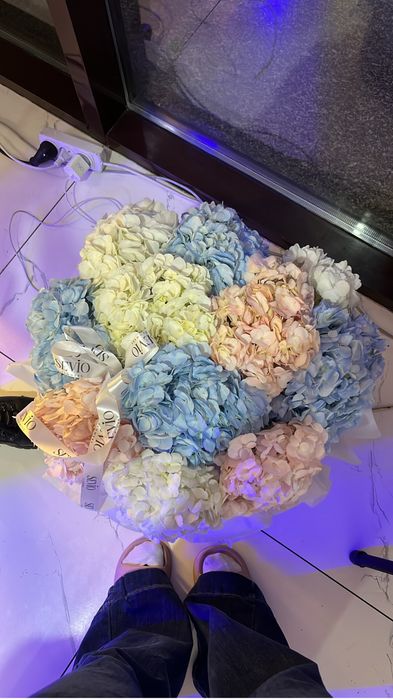 Цветы гортензия новые