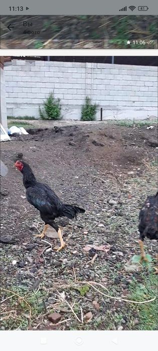 Бойцови даканжужик