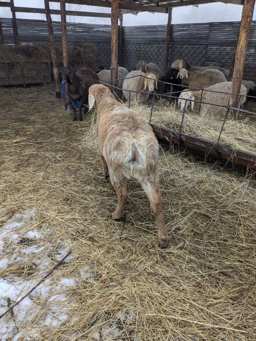 Кочкарик породы Арашан