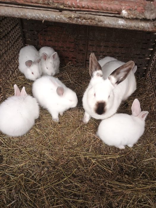 Iepurirasi rasa marele transilvanian