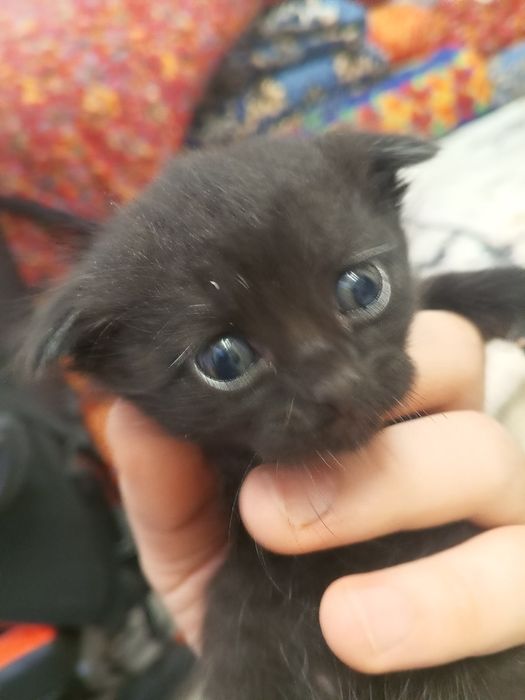 Котята в хорошие руки