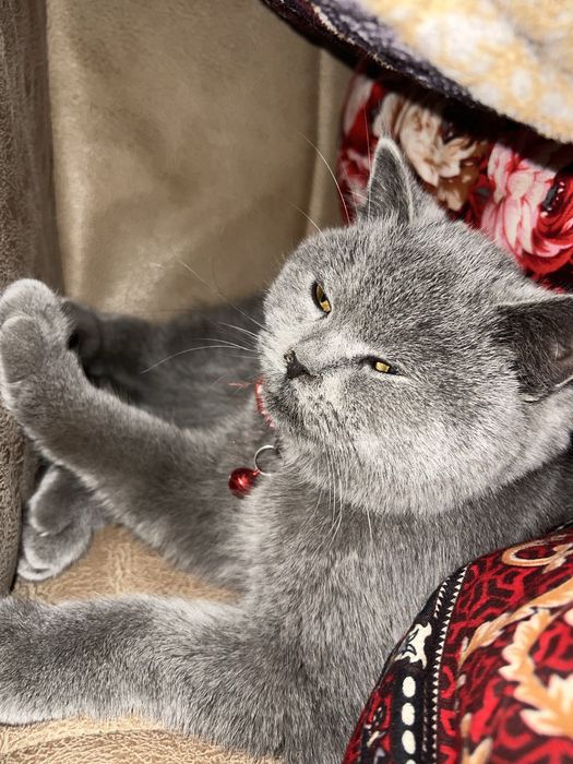 Skotsh britsh toza zotli