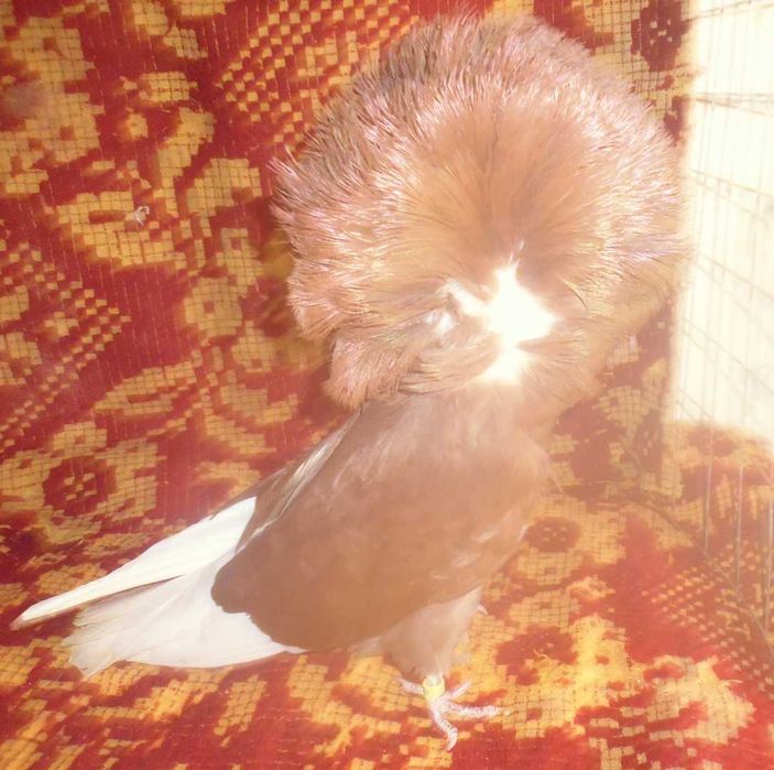 Porumbei Ornament (Maria Stuard)