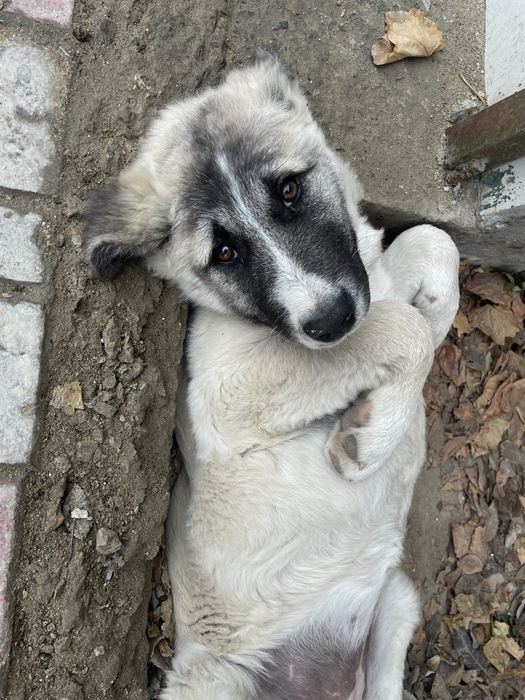 ласковая собачка в добрые руки