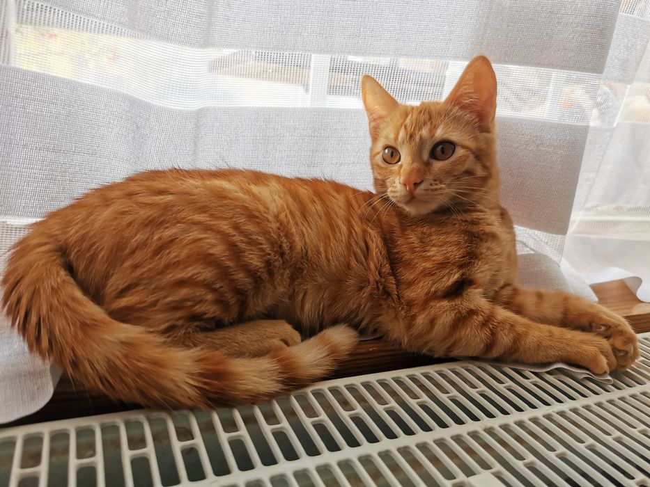 Căutăm o casă pentru doi frați de nedespărțiti Sofia si Jinxi
O fetiț