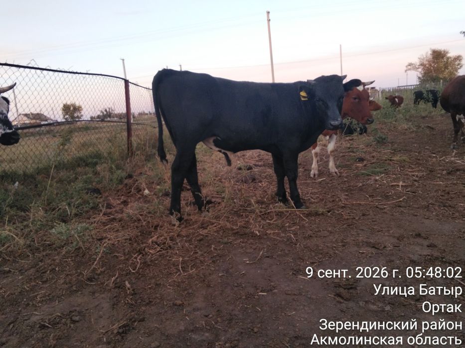 Продам подсосных телят