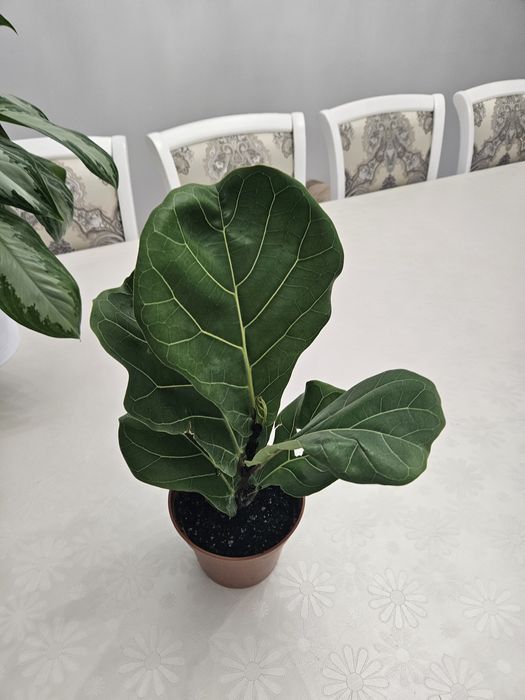 Продам Фикус Лирата