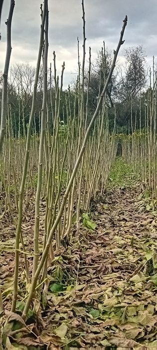 Puieți de nuc de vânzare