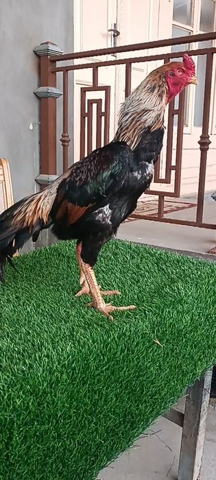 Dakan xoroz sotiladi