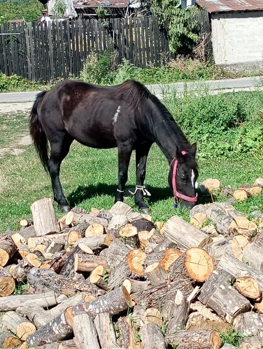 Iapă 9 ani curata