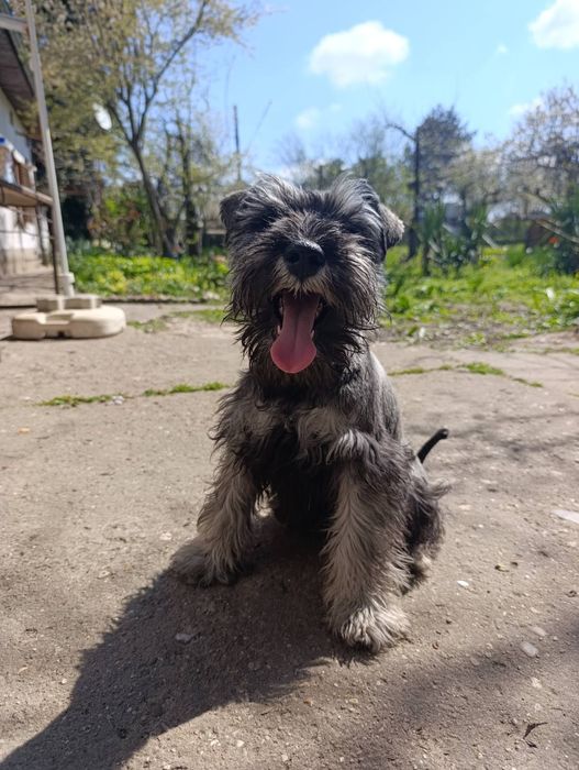 Цверк мини шнауцер