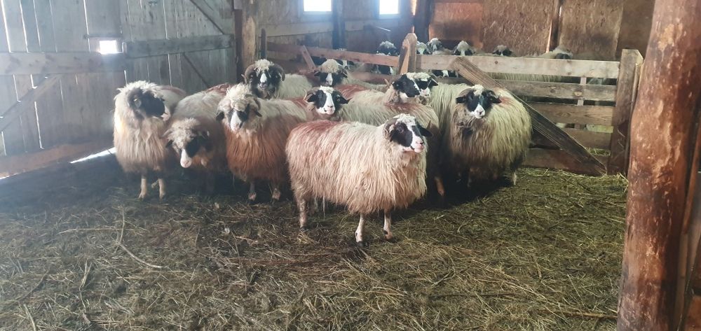 Oi breze disponibile