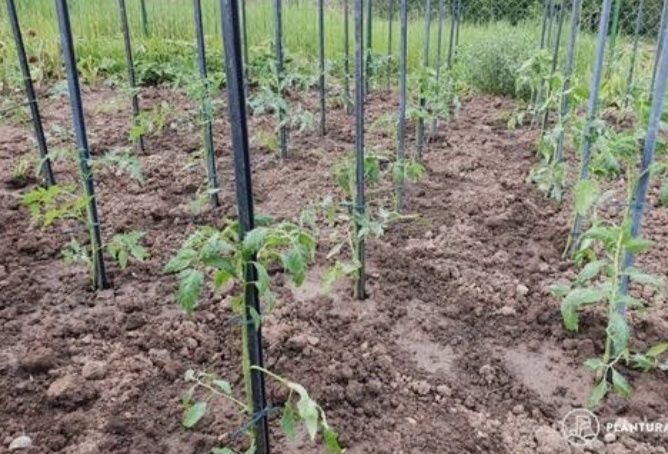 Хозяйственные работы в огороде