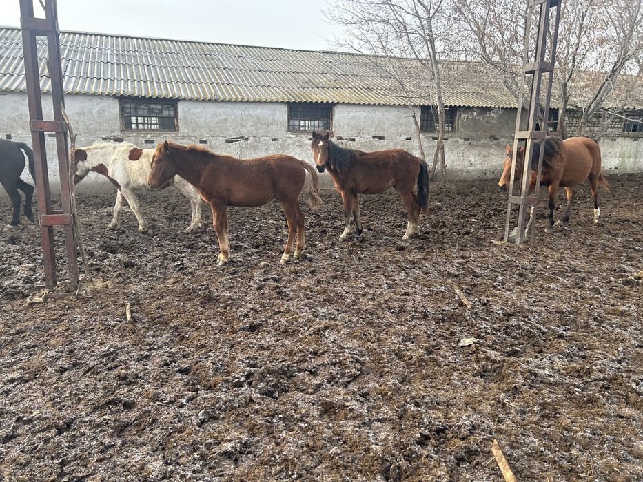 Продам Кобылку 2 летку
